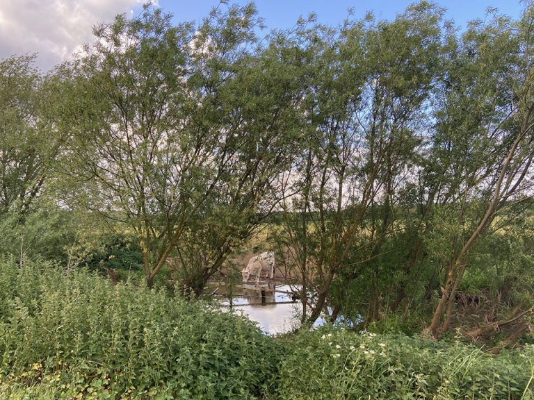 Cows drinking in the Welland