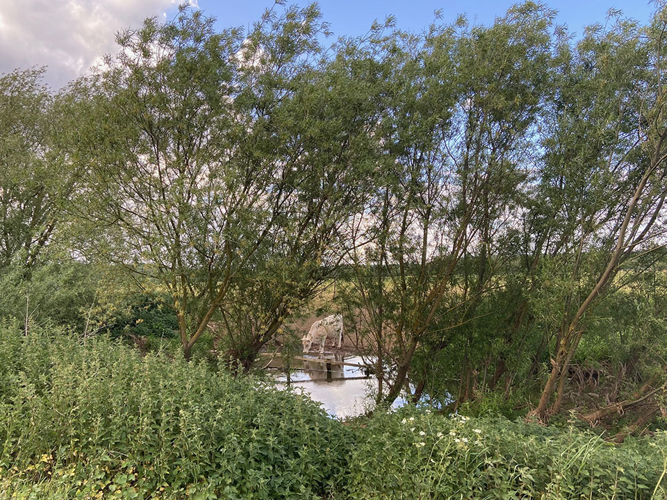 Cows drinking in the Welland